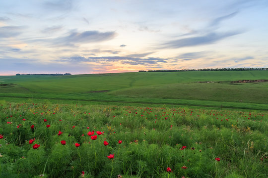 A Field Of Red Flowers And Grass On A Beautiful Sunset.