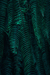 Tropical green leaves on dark background.