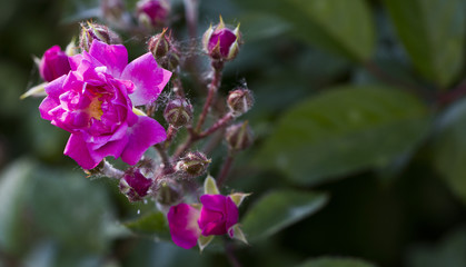 Fototapeta na wymiar powdery mildew on roses shoot, macro close-up