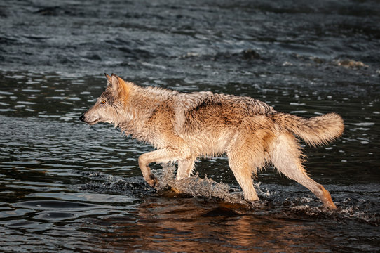Grey Wolf (Canis lupus) Steps Left Through River