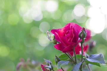 Obraz premium powdery mildew on roses shoot, macro close-up