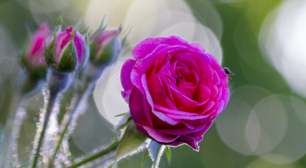 Fototapeta premium powdery mildew on roses shoot, macro close-up