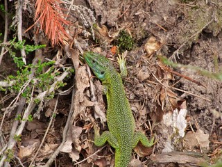 Un lézard vert.