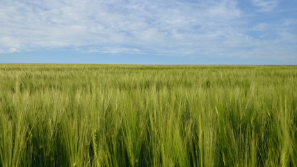 Boundless expanses of wheat fields - 207192926