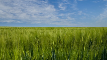 Boundless expanses of wheat fields - 207192945