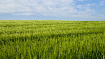 Boundless expanses of wheat fields - 207192955