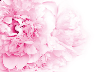 Pink Peony Flowers. Floral background with copyspace.
