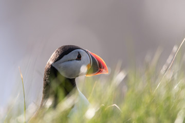 Portrait of a Puffin