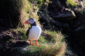 Portrait of a Puffin