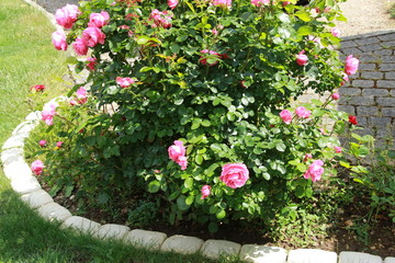 Rosier rose