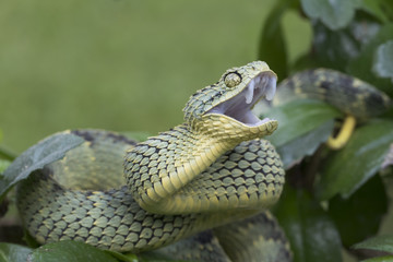 Venomous Bush Viper Snake (Atheris squamigera) in Rainforest showing fangs