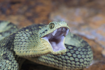Venomous Bush Viper Snake (Atheris squamigera) showing fanged aggression