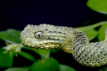 Venomous Bush Viper Snake (Atheris squamigera) 