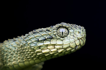 Venomous Bush Viper Snake (Atheris squamigera) profile