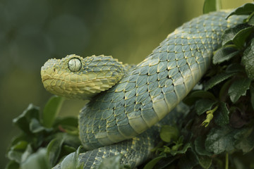 Venomous Bush Viper Snake (Atheris squamigera) in Rainforest