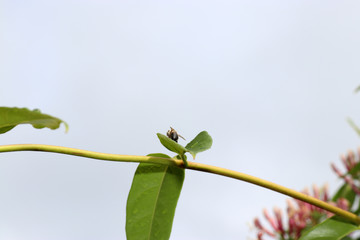 Wild bees are all bee species of the superfamily Apoidea with the exception of honeybees and not...