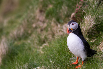 Portrait of a Puffin