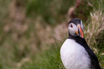 Portrait of a Puffin