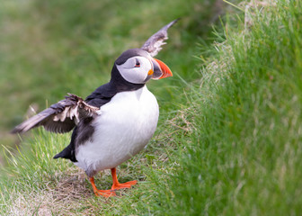 Portrait of a Puffin