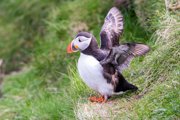 Portrait of a Puffin