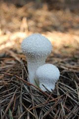 mushroom