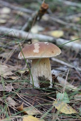 mushroom