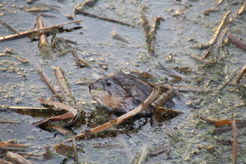 Muskrat Peeking Through Water, Elk Island National Park, Alberta