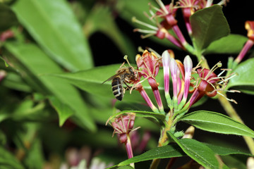 Wild bees are all bee species of the superfamily Apoidea with the exception of honeybees and not about wild prototypes or wild strains of the honeybee

