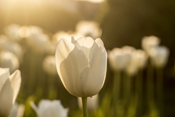 White Tulips