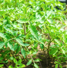 young green seedlings of tomatoes, ready for transplant in the field, farming, agriculture, vegetables, eco-friendly agricultural products, agroindustry, close-up