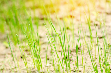 young green leek or onions growing in the field or garden, farming, agriculture, vegetables, eco-friendly agricultural products, agro-industry, close-up