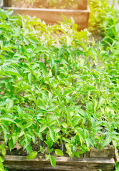 young green seedlings of tomatoes, ready for transplant in the field, farming, agriculture, vegetables, eco-friendly agricultural products, agroindustry, close-up