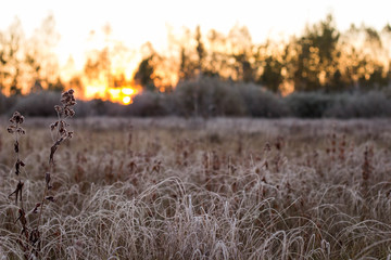 Obraz premium forest, nature , grass, frost, morning, cold, freeze