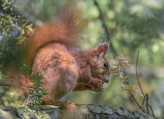 Fressendes Eichhörnchen
