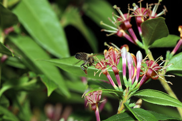 Wild bees are all bee species of the superfamily Apoidea with the exception of honeybees and not about wild prototypes or wild strains of the honeybee

