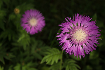 pink wild flower with green nature unfocused environment background
