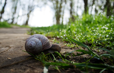 Schnecke im Wald