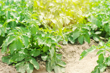 vegetable row of young potatoes in the field. farming, agriculture, vegetables, eco-friendly agricultural products, agroindustry, mineral fertilizer, closeup