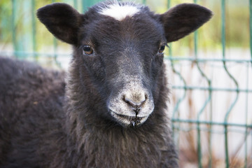 Fototapeta premium In zoo. Portrait of a funny black lamb