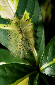 Caterpillar of the Common Gaudy Baron butterfly ( Euthalia lubentina )
