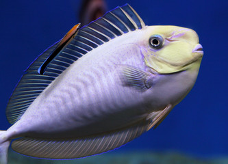 Bignose unicornfish (Naso vlamingii) and Bluestreak cleaner wrasse (Labroides dimidiatus)