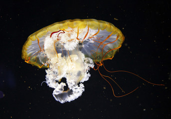 The Atlantic sea nettle (Chrysaora quinquecirrha), or East Coast sea nettle