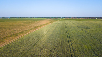 Aerial view of cultivated crop.