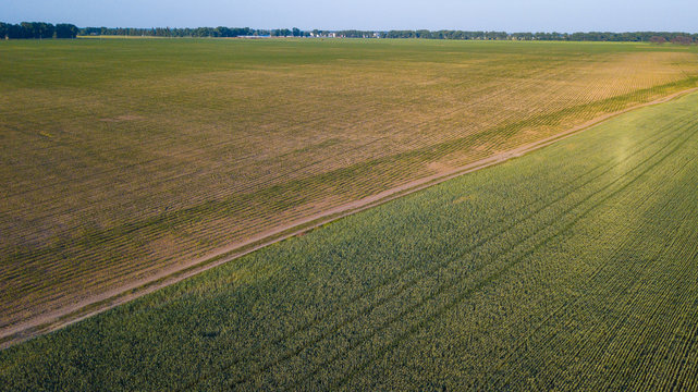 Aerial view of cultivated crop.