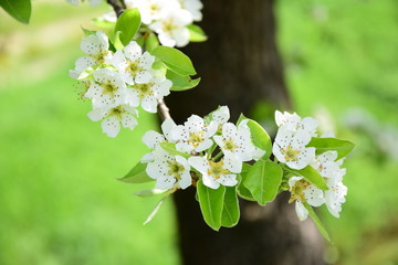 Blüten des Birnenbaumes, Blütezeit in Südtirol