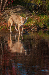 Obraz na płótnie Canvas Coyote (Canis latrans) Paws in Water