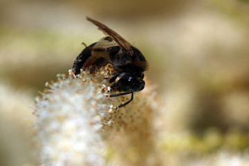 Wild bees are all bee species of the superfamily Apoidea with the exception of honeybees and not about wild prototypes or wild strains of the honeybee

