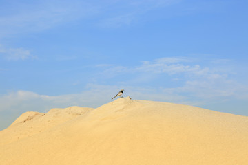 Fototapeta na wymiar Ptak pliszka na szczycie piaszczystej wydmy.