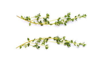 Thyme garden, cooking herb Isolated against a white background.