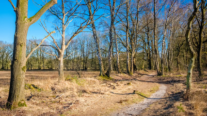 Fototapeta premium Typical Dutch landscape of The Buurserzand, a wetland nature reserve in the region Twente. It consists of heath on old drifting sand and trees, forests, ponds, lakes and plants, insects and animals.
